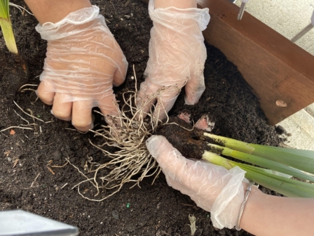 cool roots